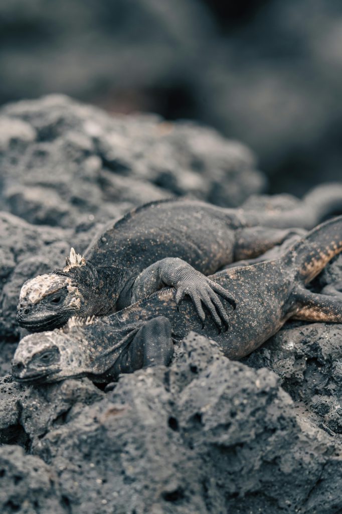 Two marine iguanas rest closely on a rugged, rocky surface, showcasing wildlife camouflaging.